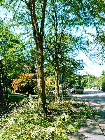 Bäume am Straßenrand nach dem Rückschnitt, Schnittgut am Boden