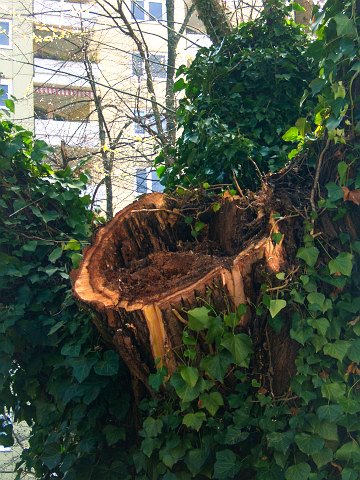Morscher, hohler Baumstumpf zwischen Efeu