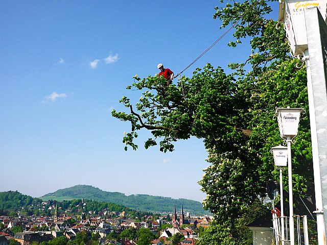 Baumpfleger im Seil in einer Baumkrone, im Hintergrund die Stadt und Berge