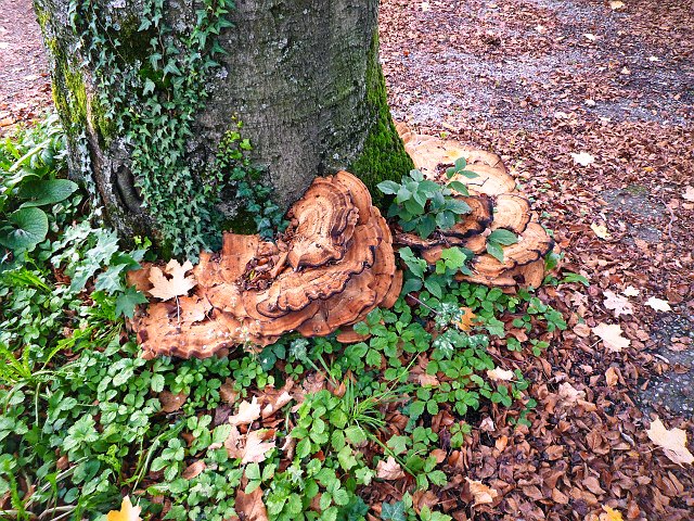 Holzzersetzender Pilz am Stammfuß eines Baumes