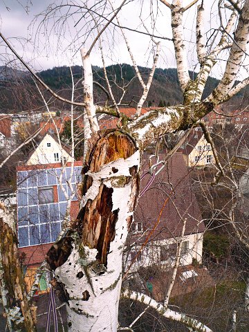 Birke mit aufgerissenem, geschädigtem Stamm