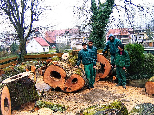 Team neben großen Stammstücken nach einer Fällung