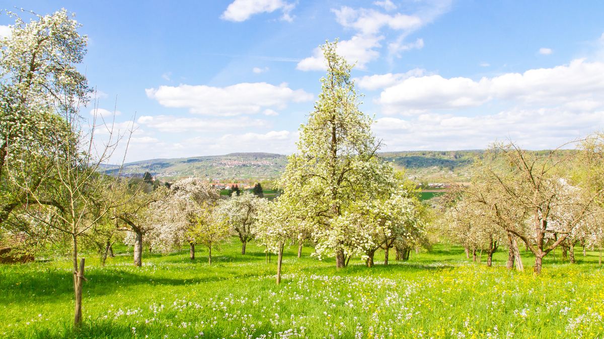 Blühende Streuobstwiese mit Obstbäumen im Frühling